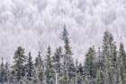 Alaska-Fairbanks Frosty forest landscape Art Print